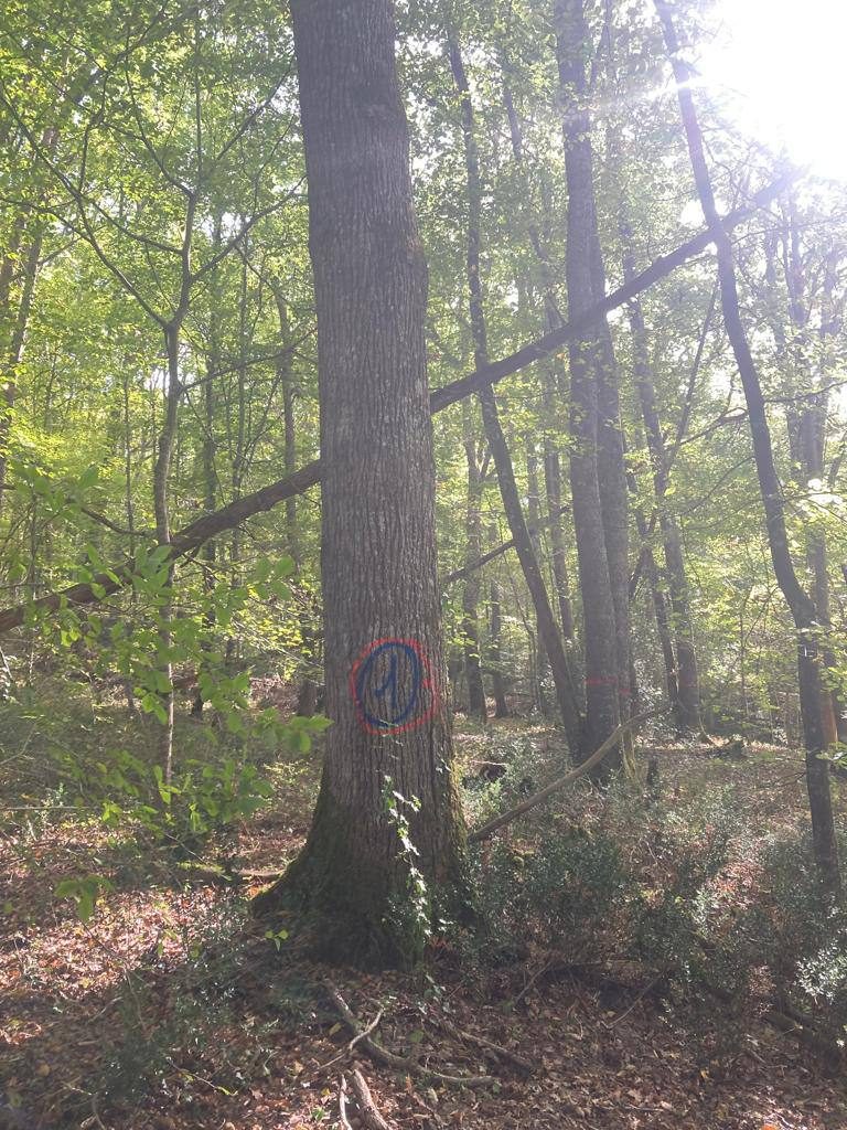 Abattage arbre dangereux