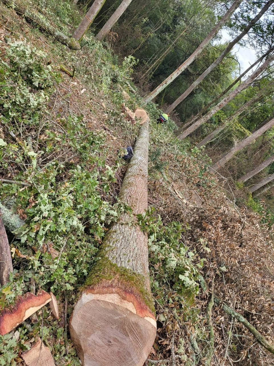 Abattage securise
