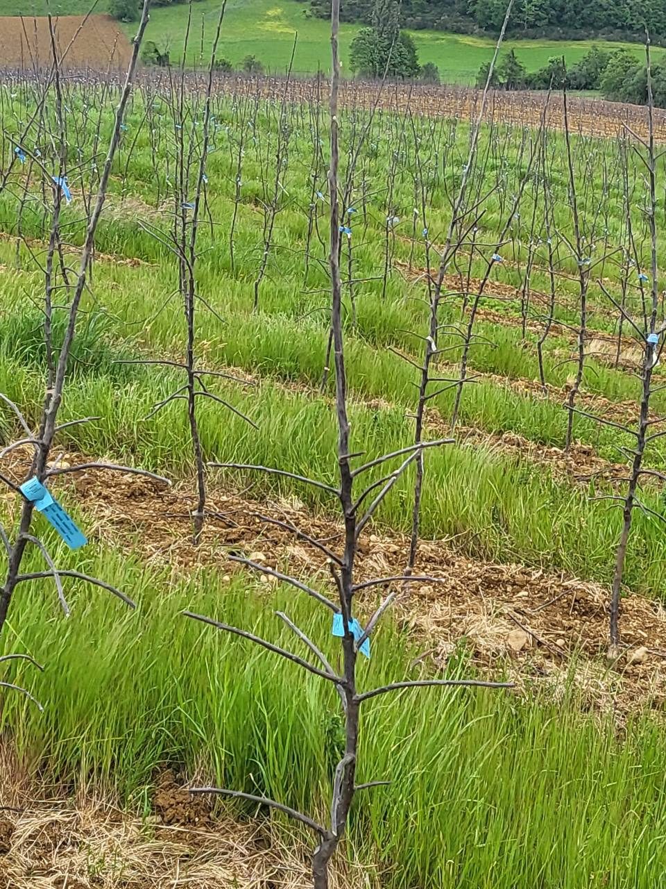 Sylviculture plantation