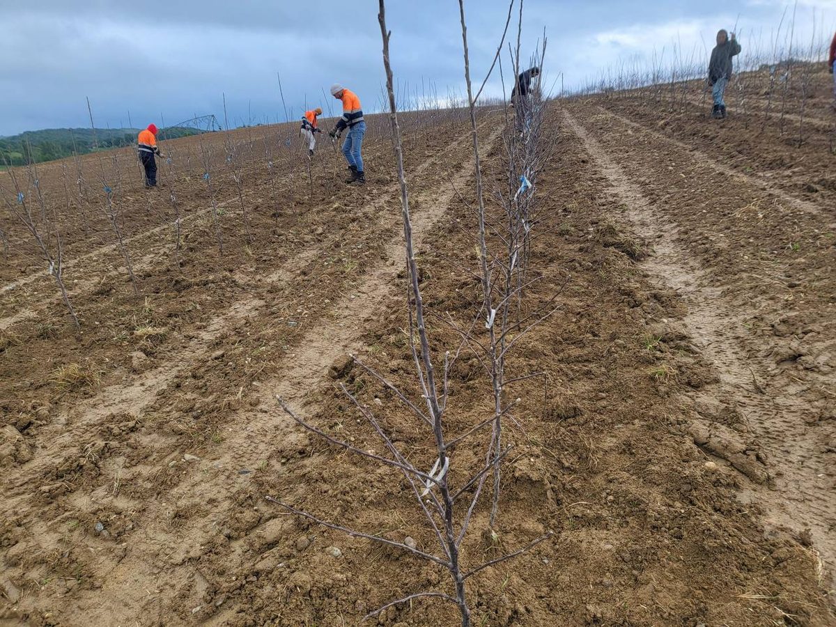 Plantation arbres